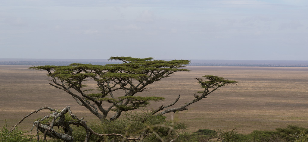 Les plaines du Serengeti : Rocky Hills