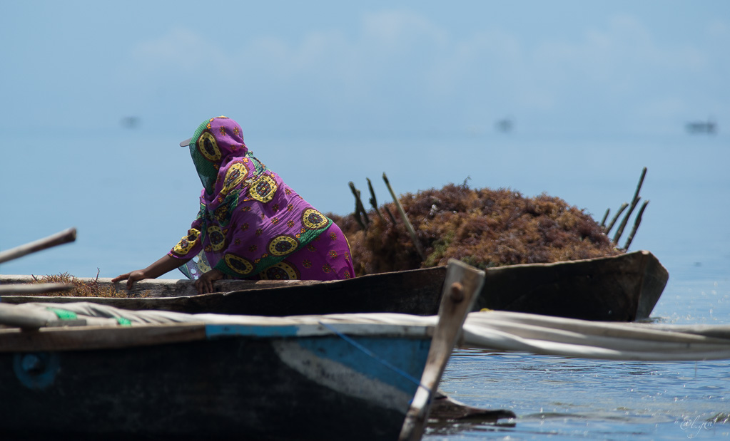 Le retour des pêcheurs : le ramassage des algues