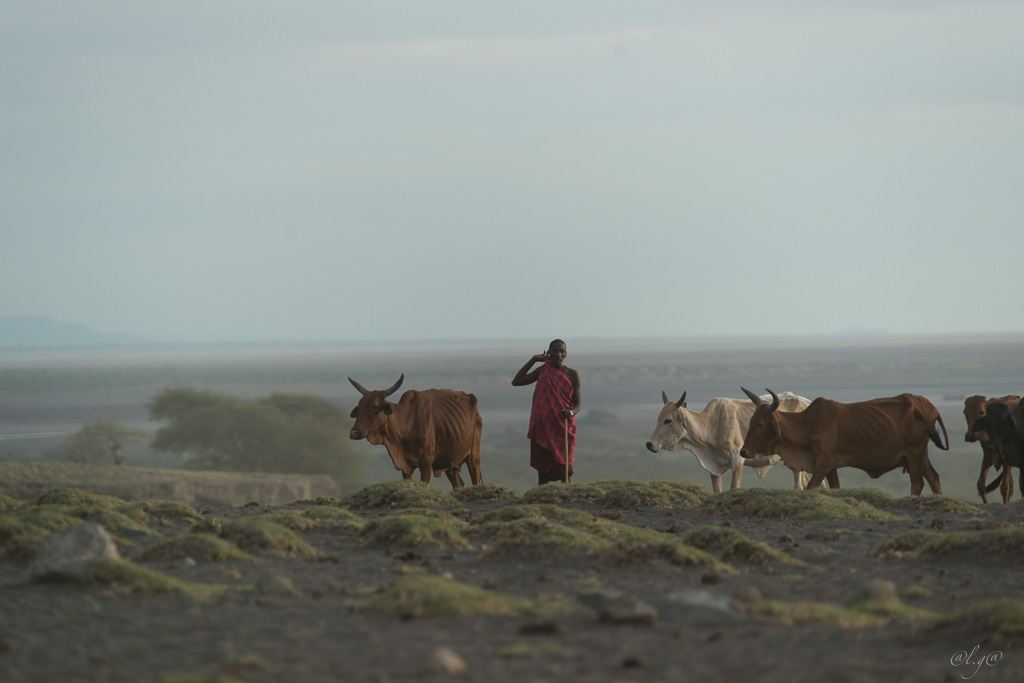 Sur les bords du  lac Natron Guerriers Masaïs