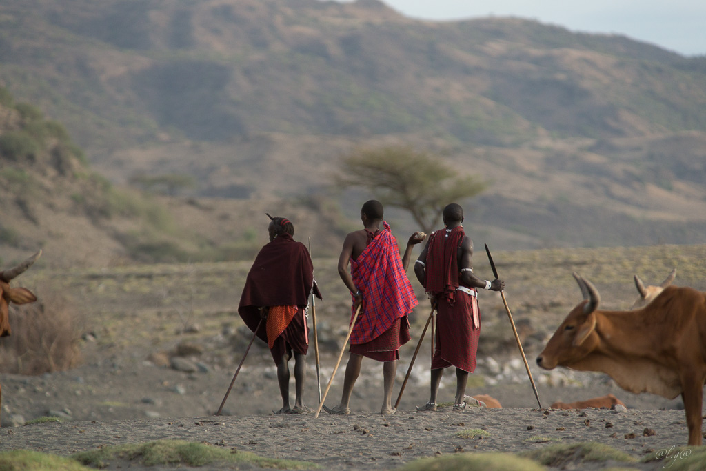 Sur les bords du  lac Natron Guerriers Masaïs