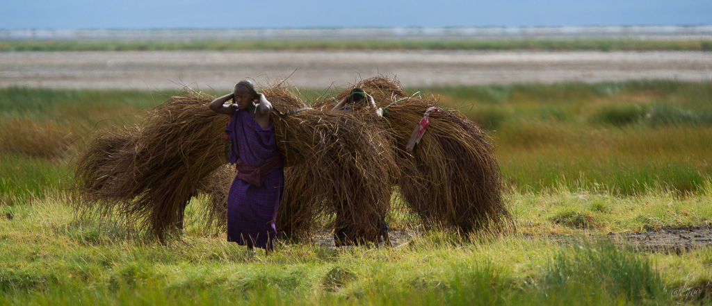 Sur les bords du  lac Natron : Enfants Masaïs "La Corvée"