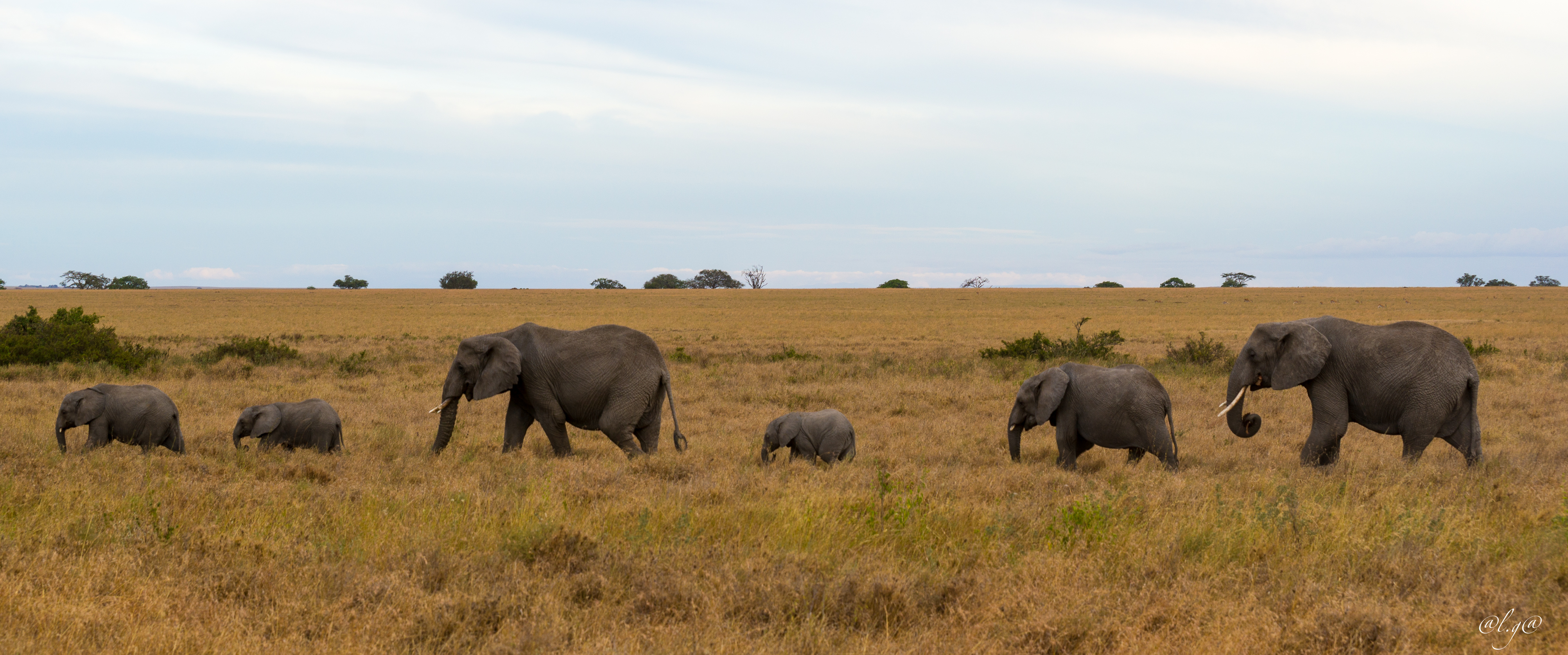 Le Parc du Serengeti