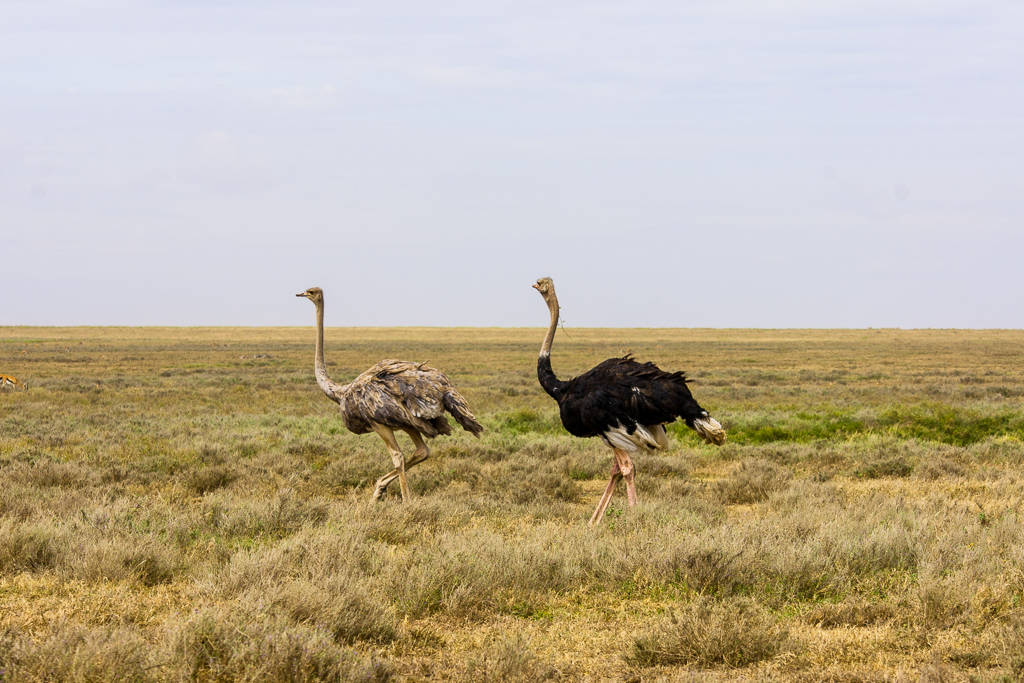 Les plaines du Serengeti : Couple d'autruches