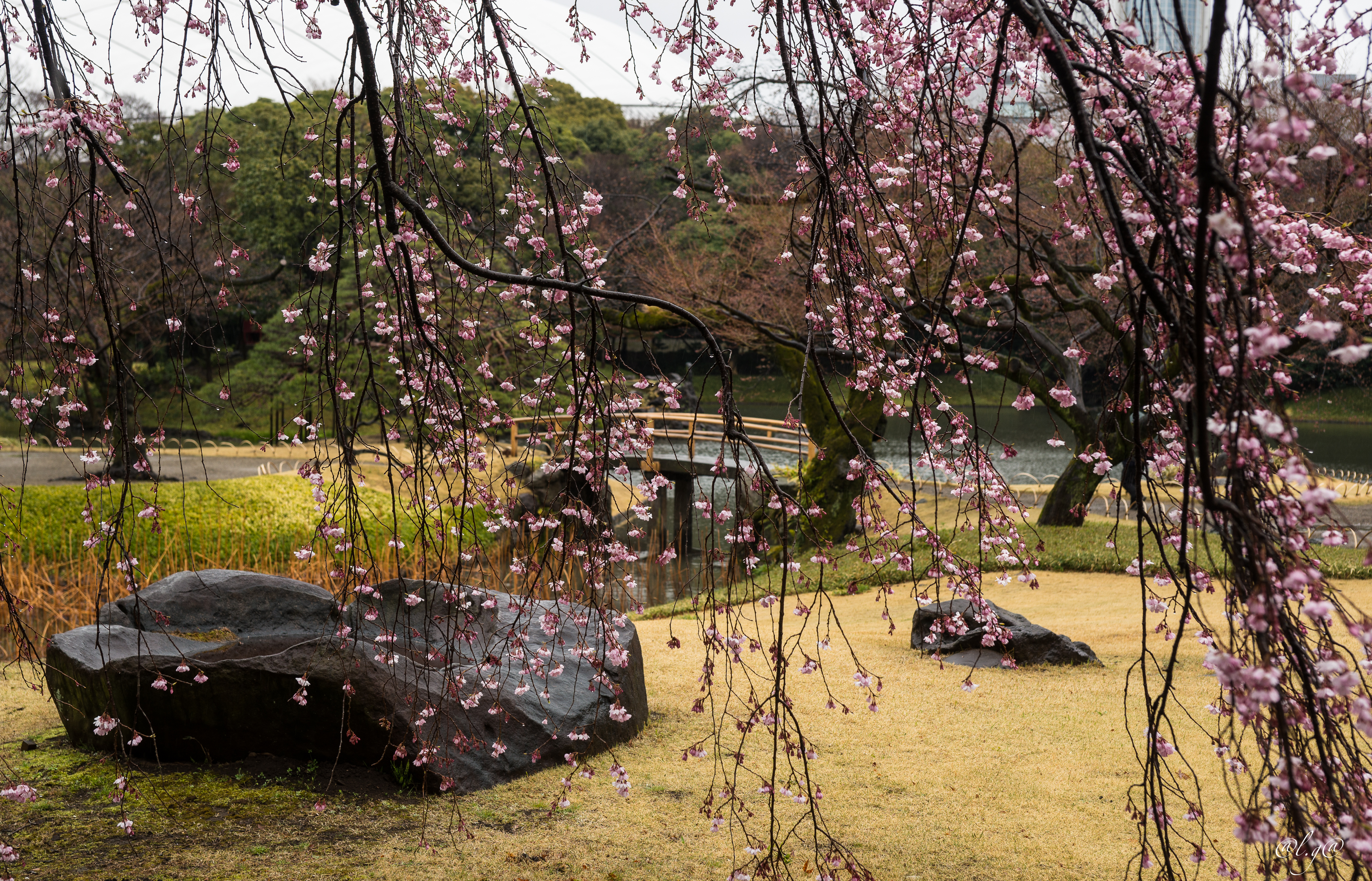 Jardin Koishikawa Korakuen : Le lac principal (Osensui) et un cerisier pleureur