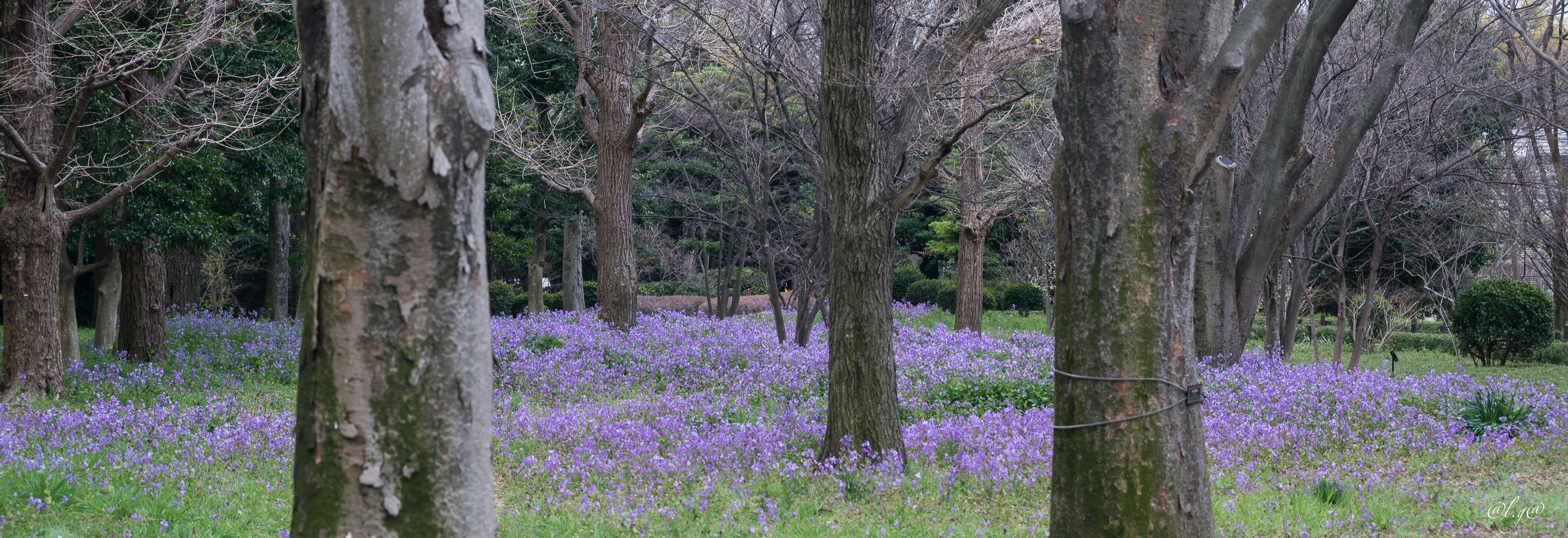 Tokyo : Parc Kitanomaru