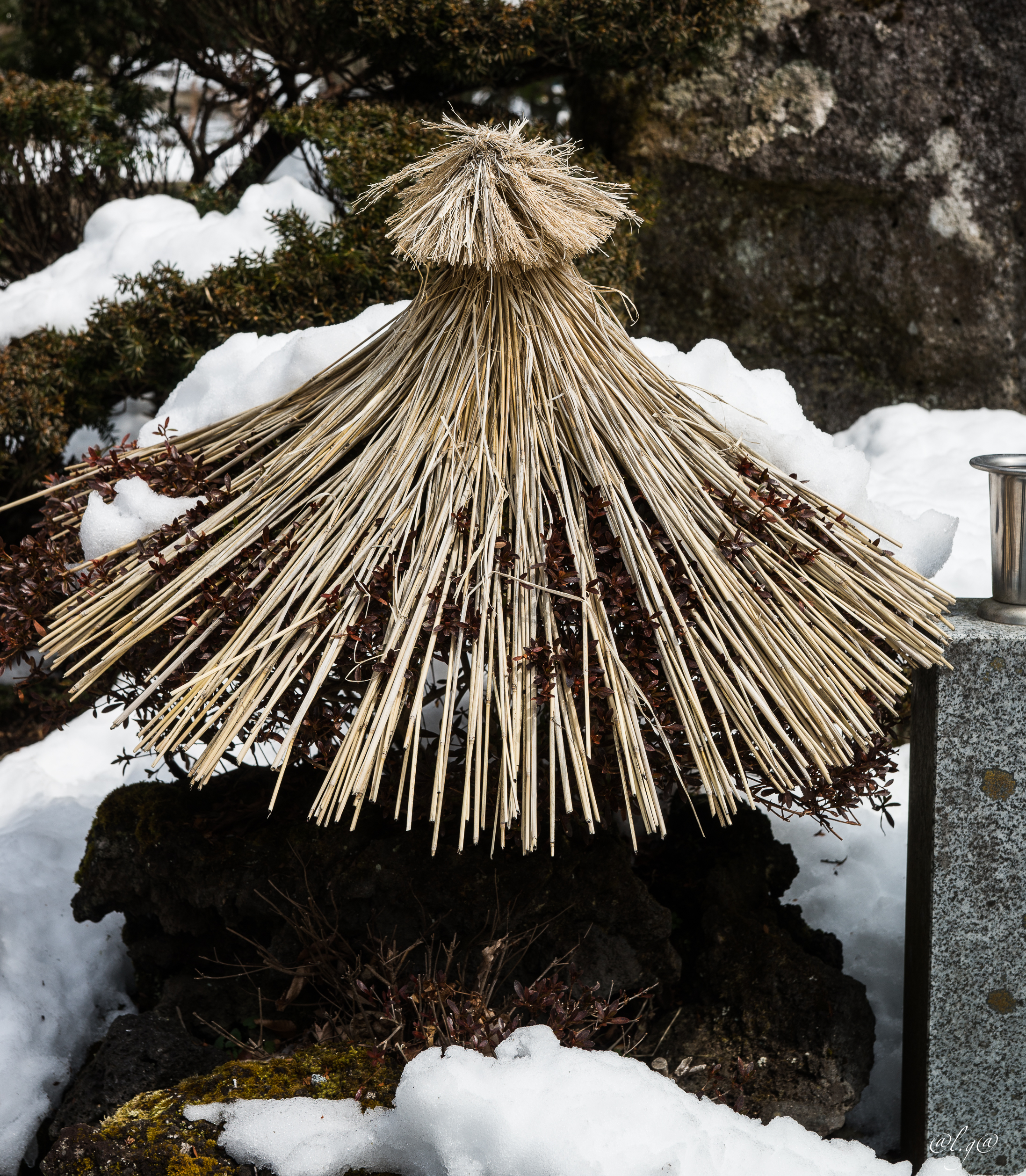 Village d'Oshino Akai : Arbuste à l'abri de la neige ...