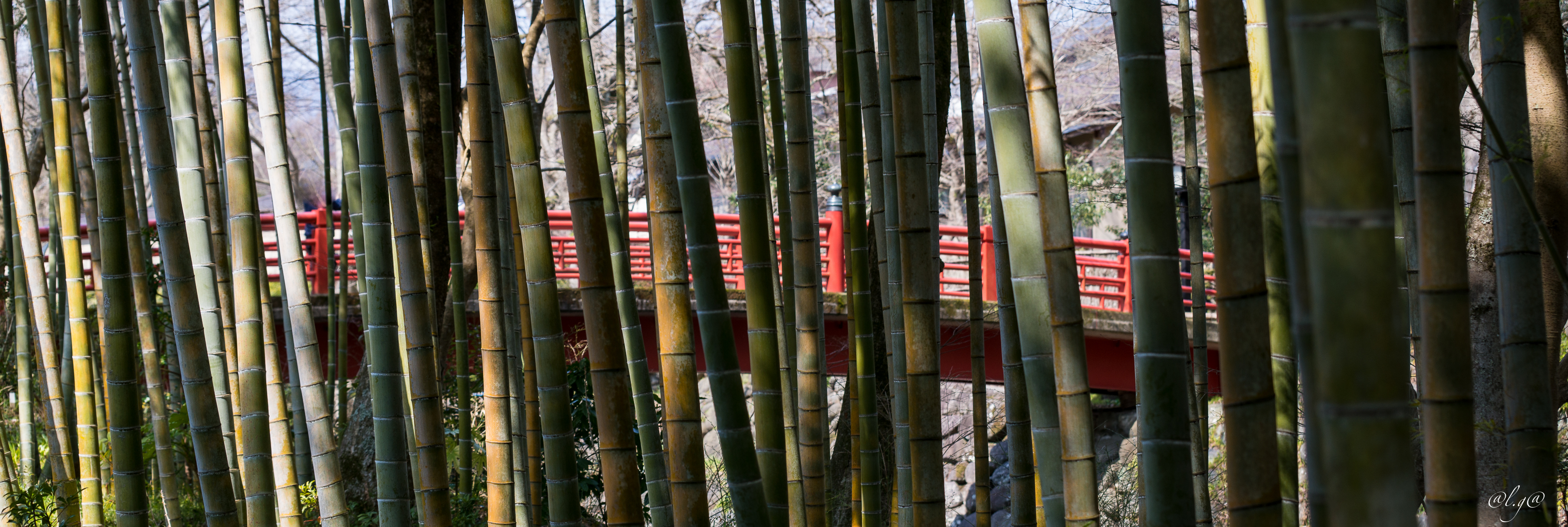 Shuzenji : Chirukin no Komichi  (La forêt de bambous)