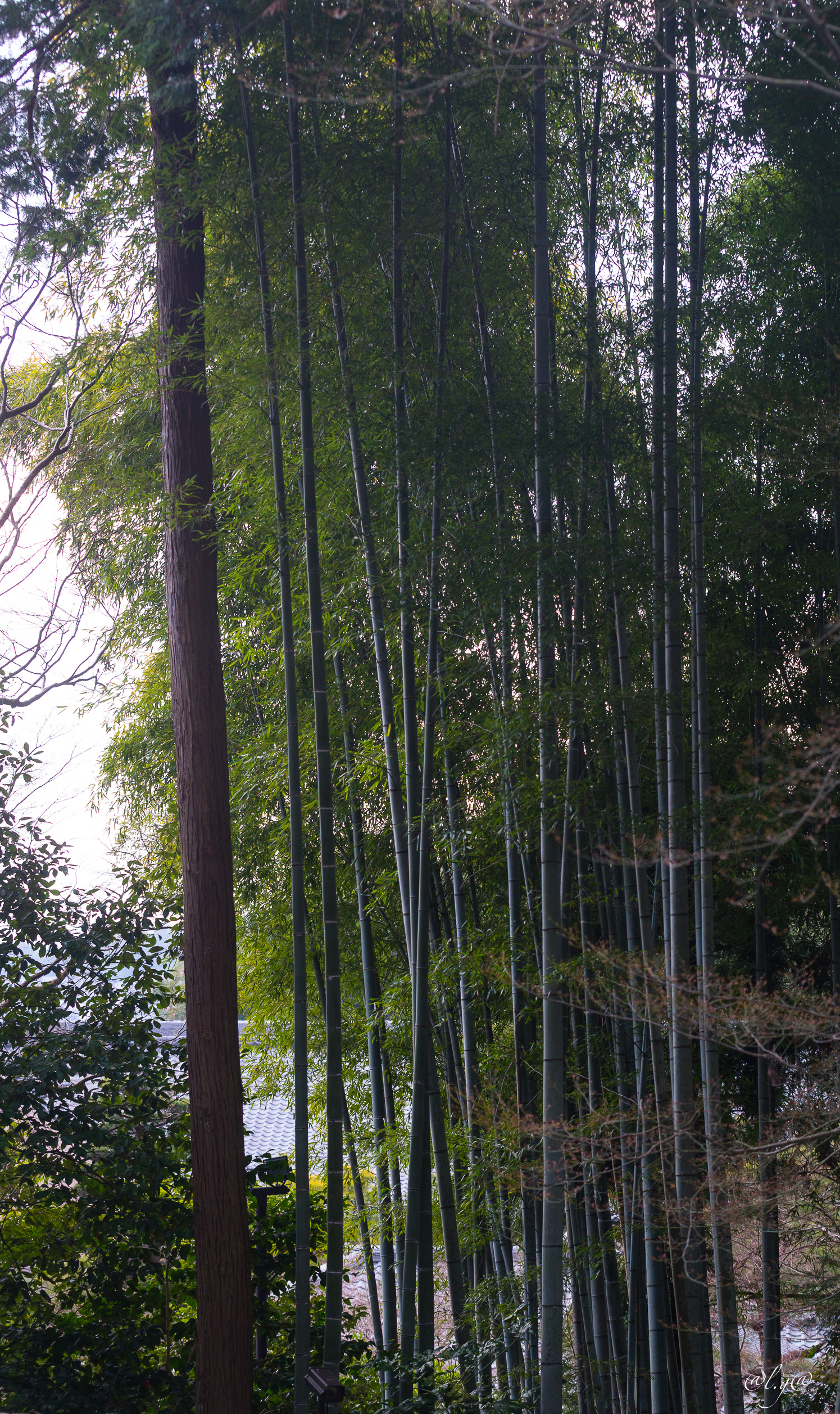 Dans le  jardin du Ginkaku-ji : Allée de bambous