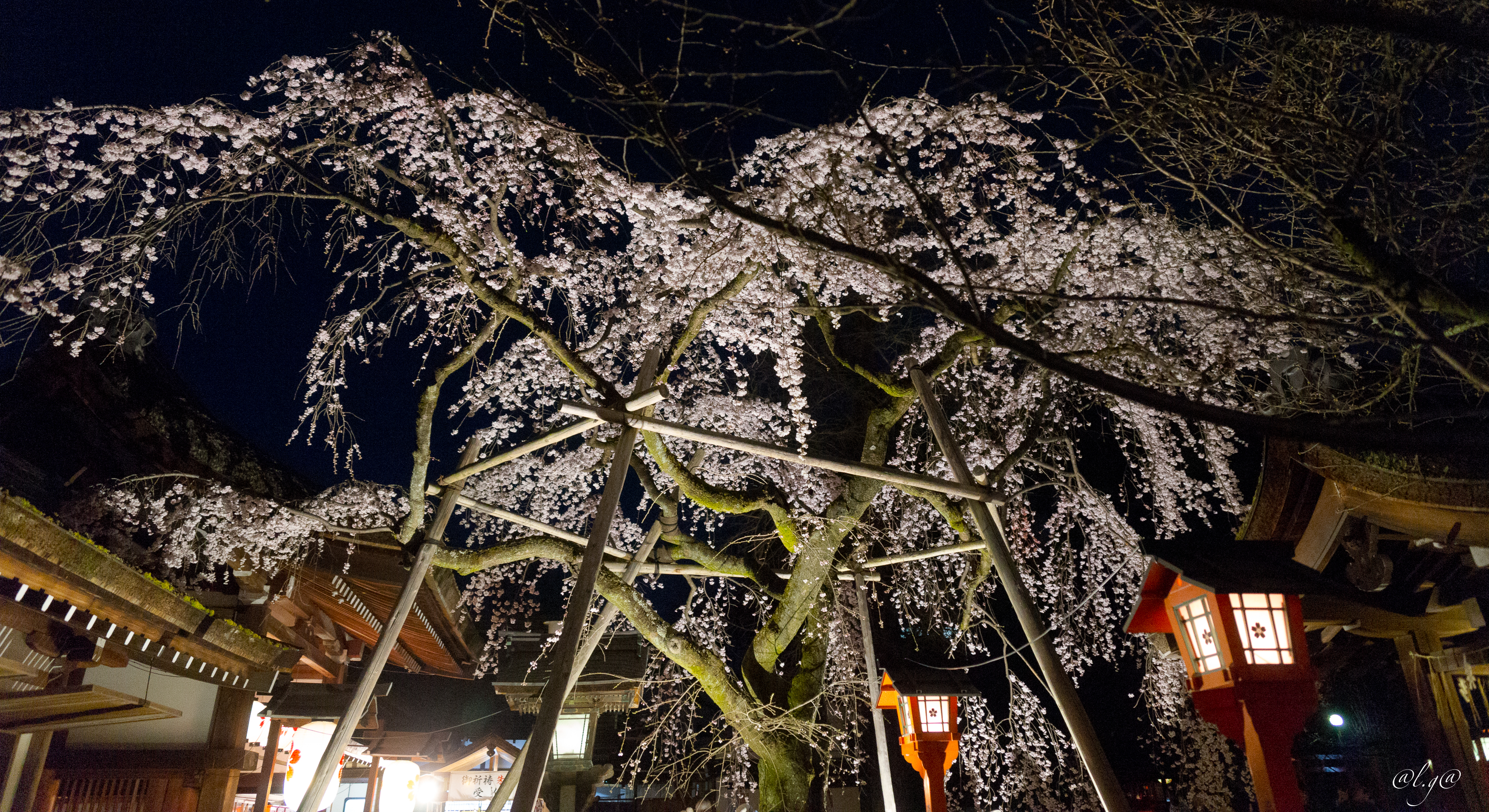Kyoto : Le jardin illuminé du Sanctuaire Hirano Jinja