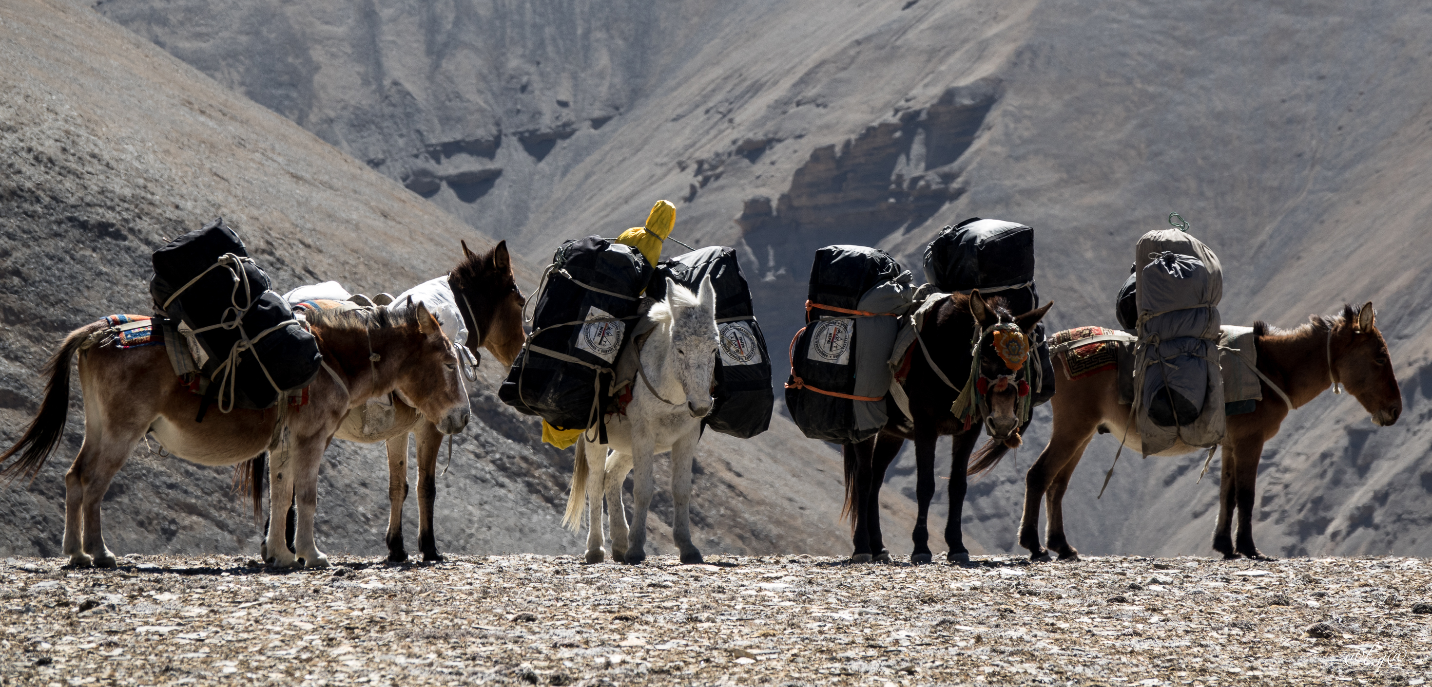 Chinese Pass (5130m) Les mules se reposent aussi.